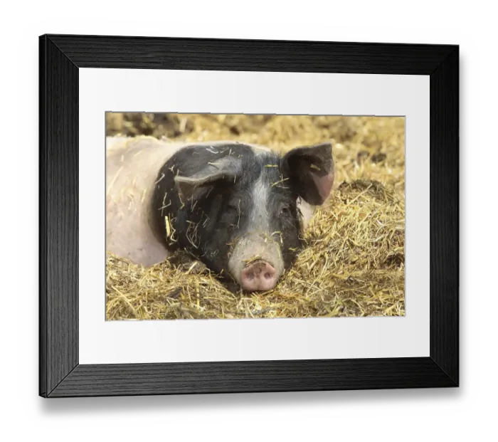 Framed Print : Swabian-haellish Pig (Sus spec) Framed Print : Swabian-haellish Pig (Sus spec)