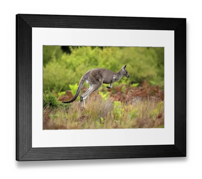 Framed Print : Eastern Grey Kangaroo (Macropus giganteus) Framed Print : Eastern Grey Kangaroo (Macropus giganteus)