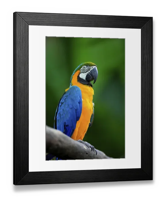 Framed Print : Blue-and-yellow Macaw (Ara ararauna) Framed Print : Blue-and-yellow Macaw (Ara ararauna)
