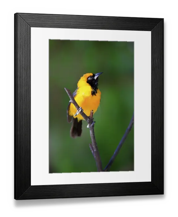 Framed Print : Orange-backed troupial (Icterus croconotus) Framed Print : Orange-backed troupial (Icterus croconotus)
