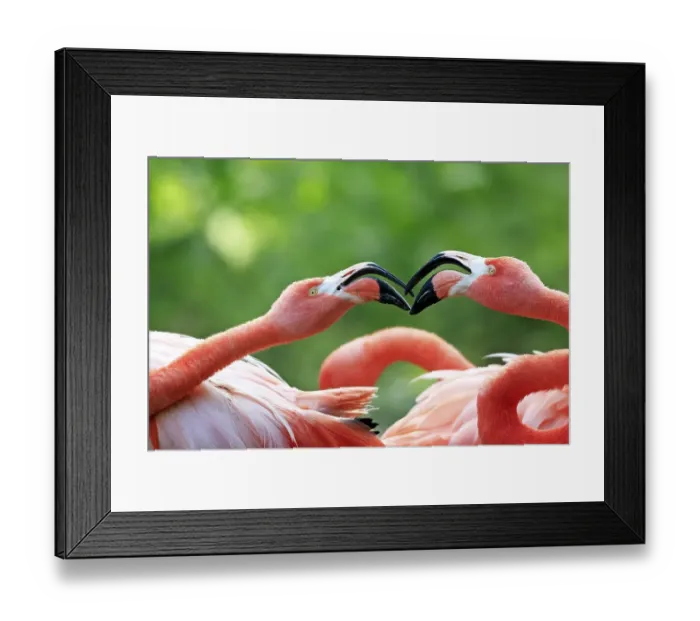 Framed Print : American Flamingos (Phoenicopterus ruber) Framed Print : American Flamingos (Phoenicopterus ruber)