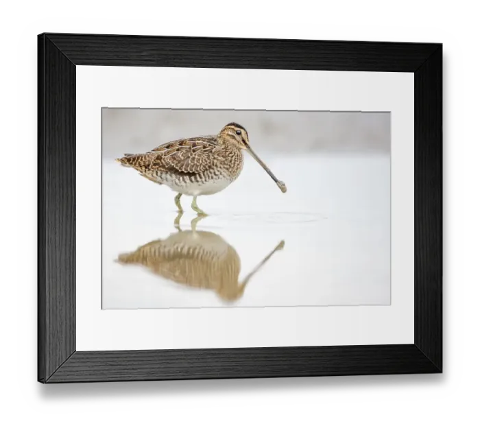 Framed Print : Common snipe (Gallinago gallinago)