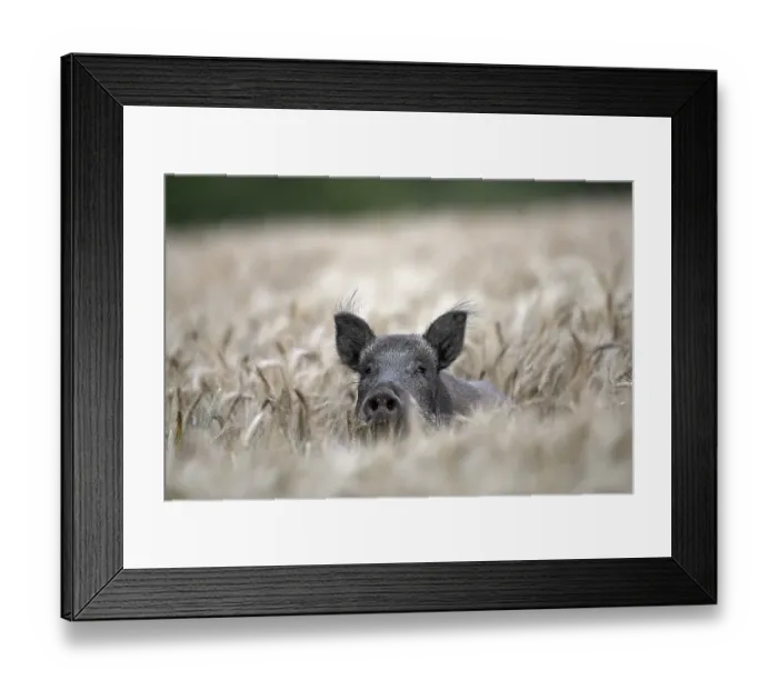 Framed Print : Solitary wild boar (Sus scrofa) sow