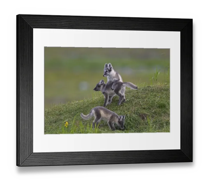 Framed Print : Arctic fox (Alopex lagopus) (Vulpes lagopus) cubs at den on the tundra in summer Framed Print : Arctic fox (Alopex lagopus) (Vulpes lagopus) cubs at den on the tundra in summer