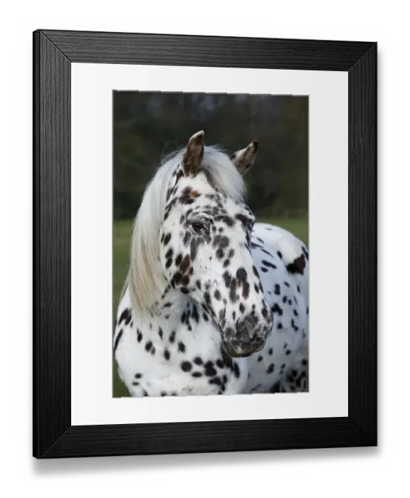 Framed Print : Appaloosa horse, spotted coat, portrait