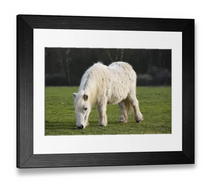 Framed Print : White mini Shetland pony, Schleswig-Holstein, Germany, Europe