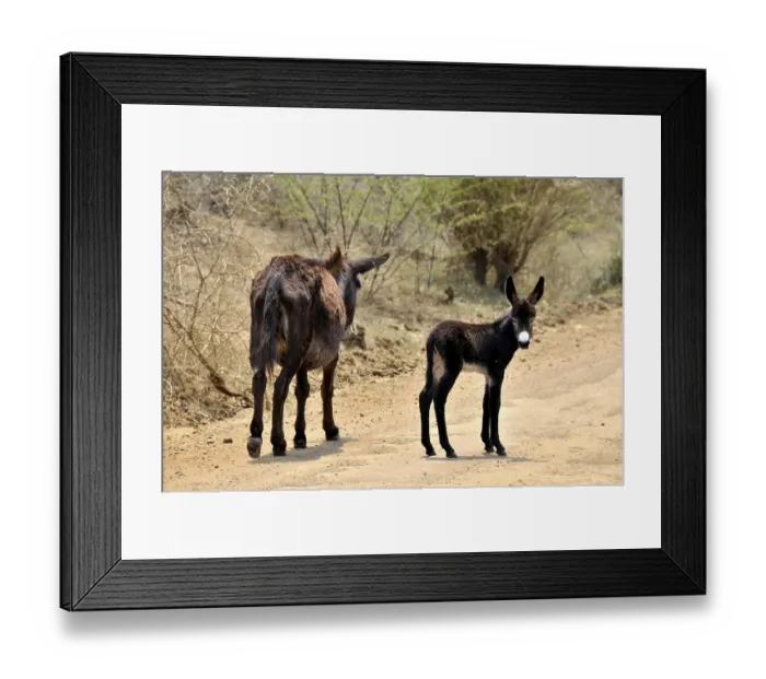 Framed Print : Donkey (Equus asinus) jenny and foal