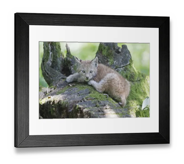 Framed Print : Eurasian Lynx (Lynx lynx), cub lying on an old tree trunk Framed Print : Eurasian Lynx (Lynx lynx), cub lying on an old tree trunk