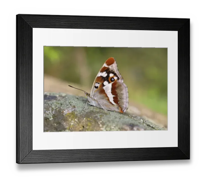 Framed Print : Purple Emperor (Apatura iris), female sitting on stone