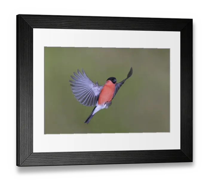 Framed Print : Eurasian bullfinch (Pyrrhula pyrrhula)