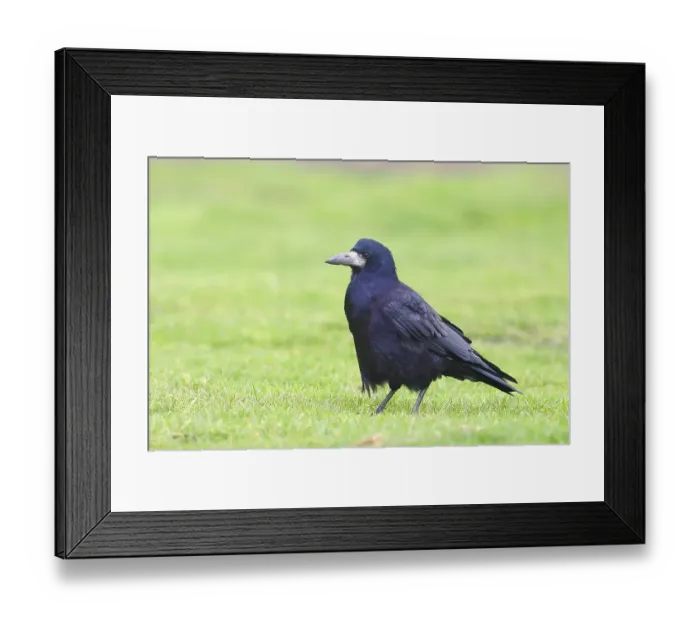 Framed Print : Rook (Corvus frugilegus), adult bird