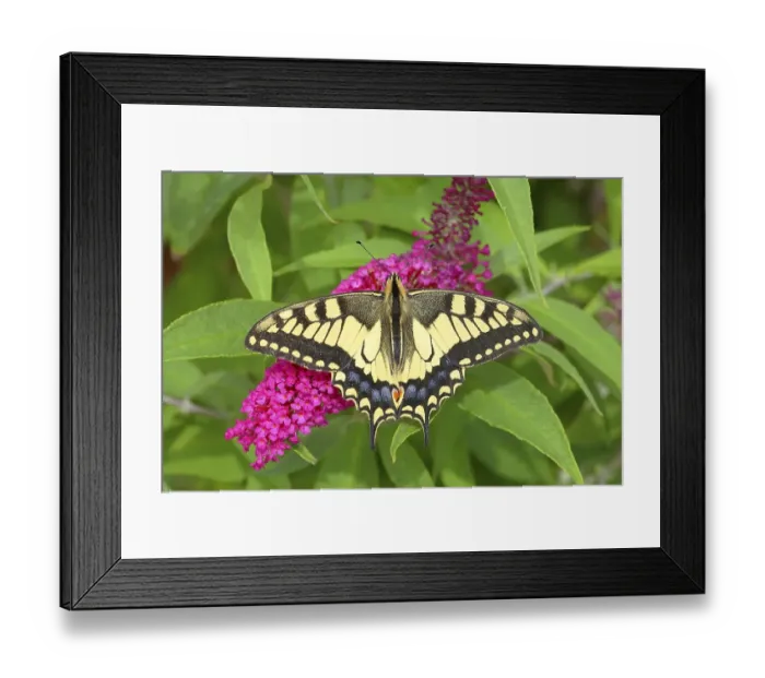 Framed Print : Swallowtail (Papilio machaon), sucking nectar on summer lilac (Buddleja davidii) Neunkirchen im Siegerland, North Rhine-Westphalia, Germany, Europe