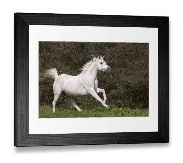 Framed Print : Arab full-blood horse, galloping Framed Print : Arab full-blood horse, galloping