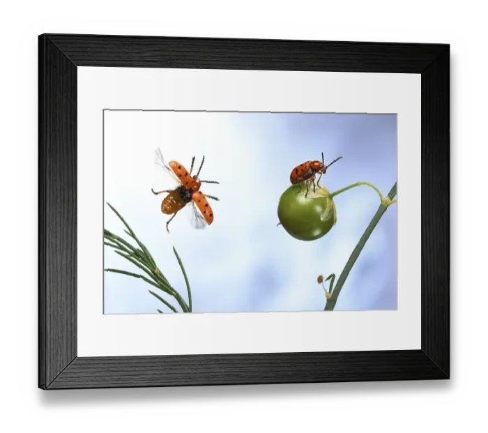 Framed Print : Spotted asparagus beetle (Crioceris duodecimpunctata) in flight on a Garden asparagus plant (Asparagus officinalis)