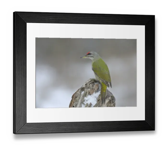 Framed Print : Grey-headed woodpecker (Picus canus)