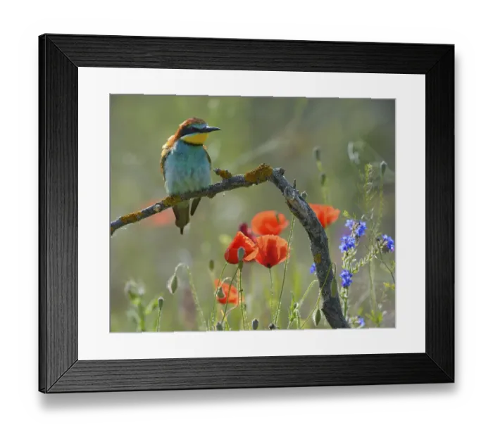 Framed Print : European Bee-eater (Merops apiaster) Framed Print : European Bee-eater (Merops apiaster)