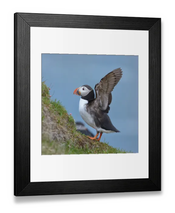 Framed Print : Puffin (Fratercula arctica), flapping its wings