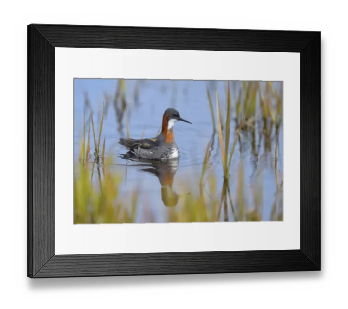 Framed Print : Odinshuehnchen (Phalaropus lobatus)