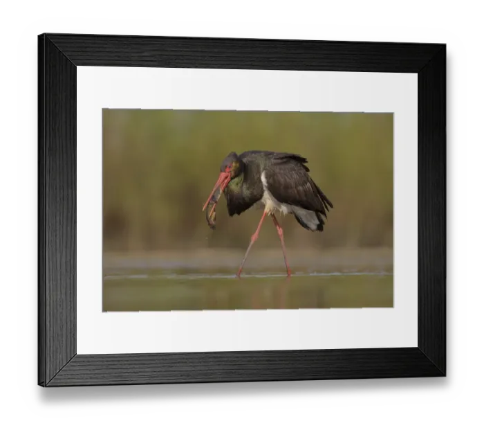 Framed Print : Black stork (Ciconia nigra), walking through water with prey in beak