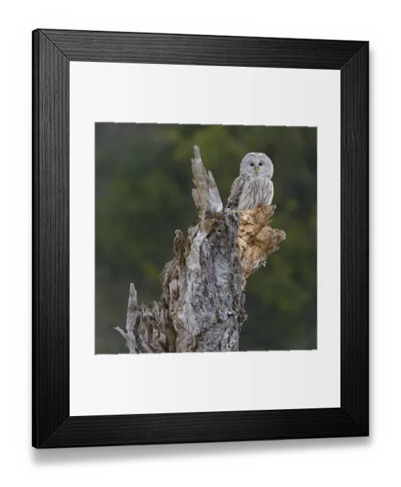 Framed Print : Ural Owl (Strix uralensis), sitting on old birch trunk