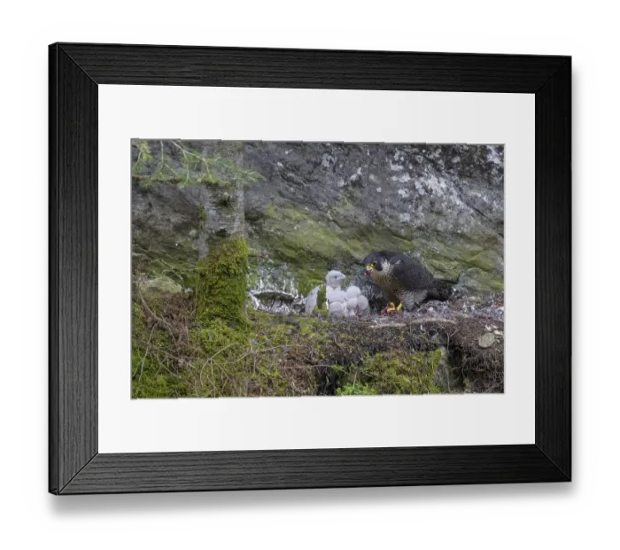 Framed Print : Peregrine falcon Falcon (Falco peregrinus)