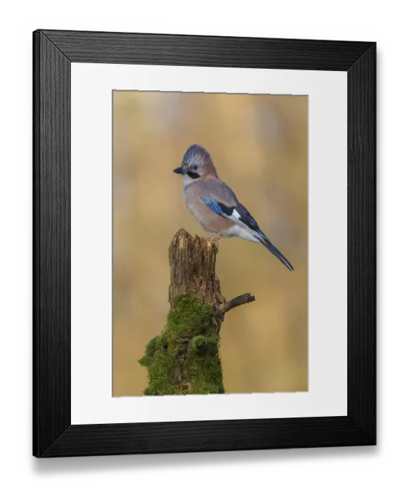 Framed Print : Eurasian jay (Garrulus glandarius) Framed Print : Eurasian jay (Garrulus glandarius)