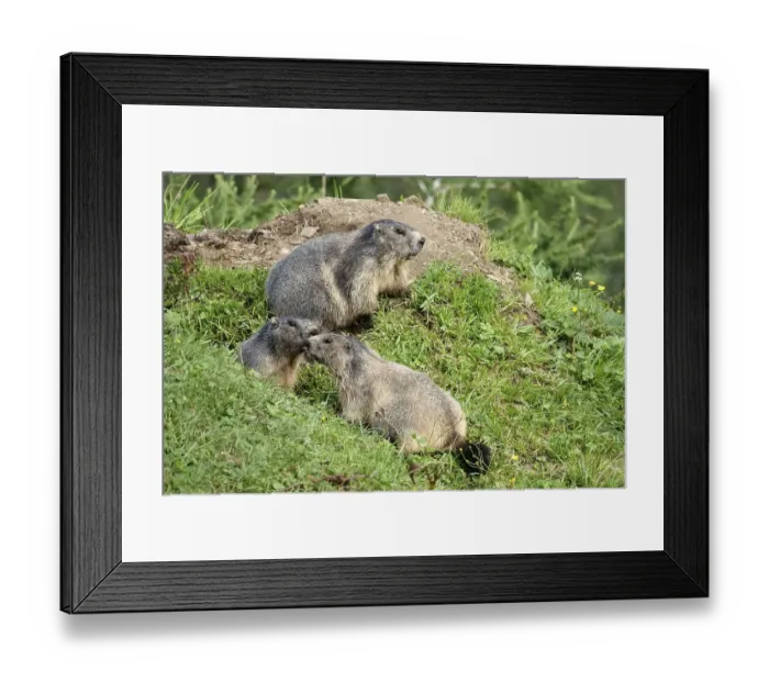 Framed Print : Alpine marmot (Marmota marmota) Framed Print : Alpine marmot (Marmota marmota)