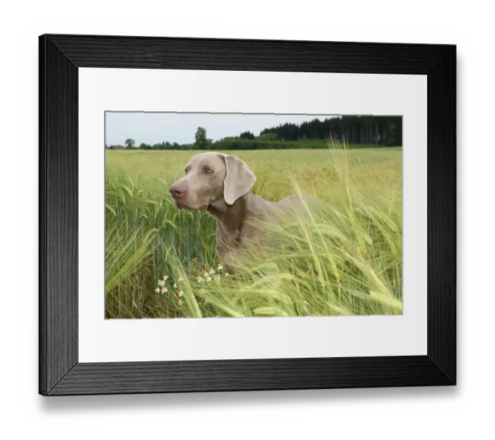 Framed Print : Short hair Weimaraner, hunting dog in a wheat field