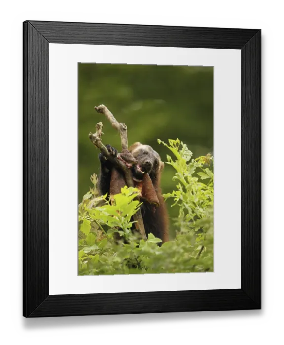 Framed Print : Wolverine (Gulo gulo) feeding on deerskin Framed Print : Wolverine (Gulo gulo) feeding on deerskin
