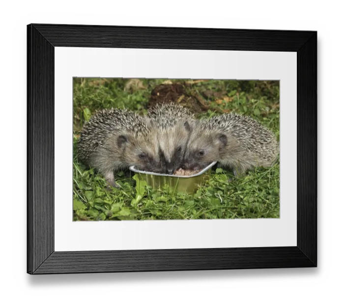 Framed Print : Hedgehog (Erinaceus europaeus), young animals feeding from bowl in the garden, Allgaeu, Bavaria, Germany, Europe Framed Print : Hedgehog (Erinaceus europaeus), young animals feeding from bowl in the garden, Allgaeu, Bavaria, Germany, Europe