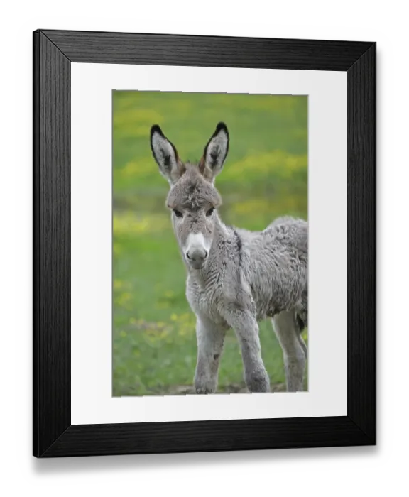 Framed Print : Miniature donkey foal (Equus asinus f) Framed Print : Miniature donkey foal (Equus asinus f)