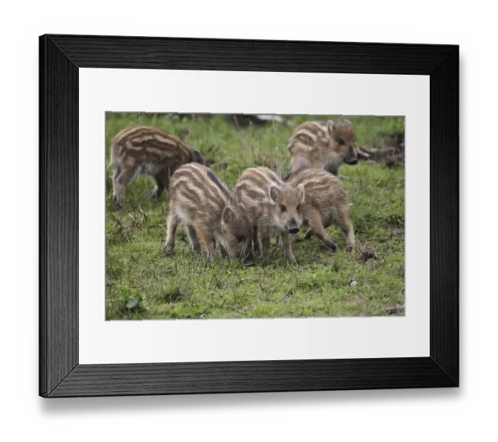 Framed Print : Wild boar (Sus scrofa) Freshlings foraging in a forest clearing Framed Print : Wild boar (Sus scrofa) Freshlings foraging in a forest clearing