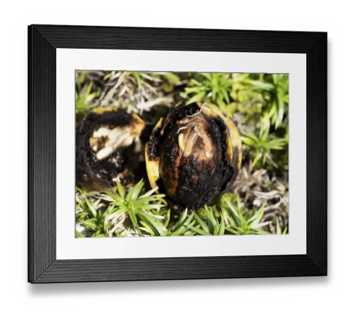 Framed Print : Black walnut, when infested by the walnut fruit fly