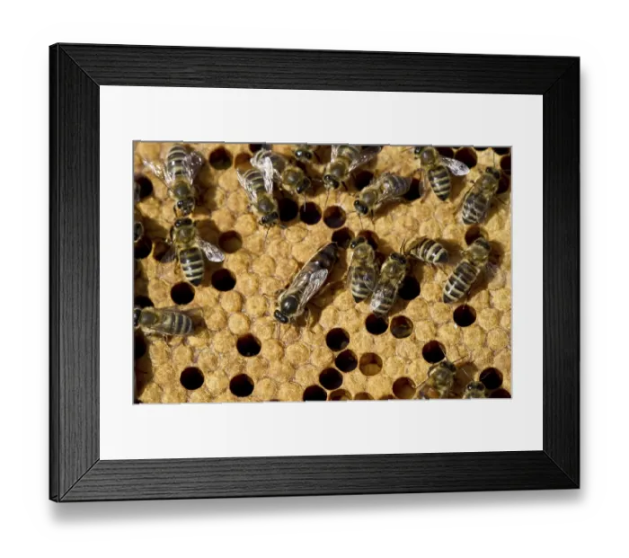 Framed Print : Honey bees (Apis sp.) on a honeycomb
