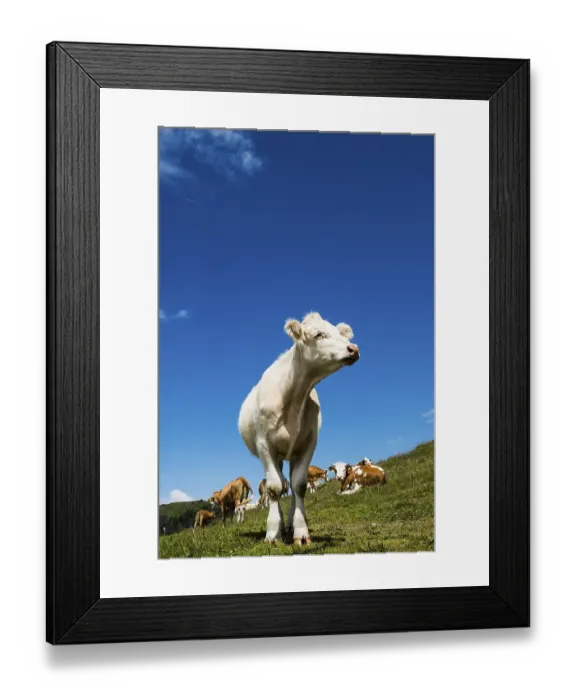 Framed Print : Dairy cows in front of a blue sky, Herzogenhorn, Southern Black Forest, Black Forest, Germany, Europe