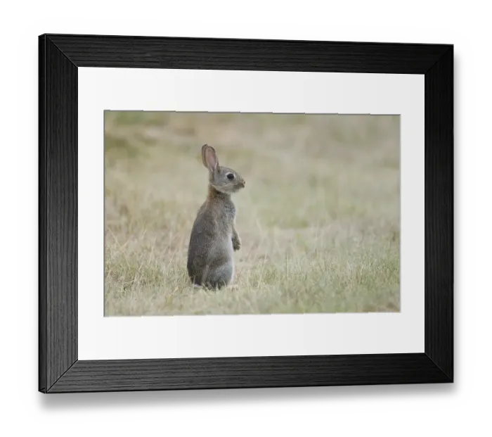 Framed Print : Young European rabbit (Oryctolagus cuniculus)