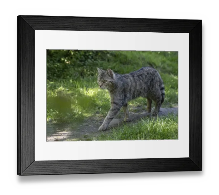 Framed Print : Wildcat (Felis silvestris), captive Framed Print : Wildcat (Felis silvestris), captive
