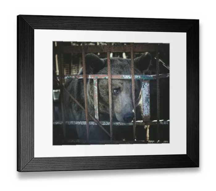 Framed Print : Bear in a cage, Suchumi, Abkhazia, Georgia, Asia Framed Print : Bear in a cage, Suchumi, Abkhazia, Georgia, Asia
