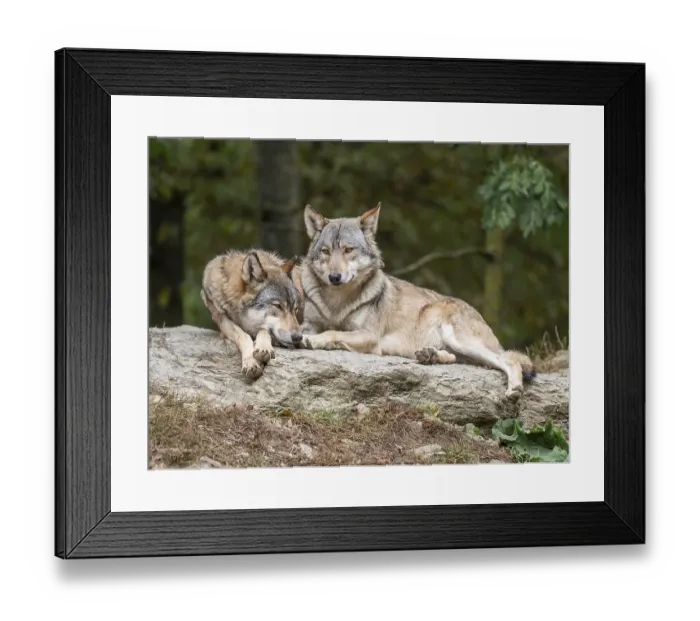 Framed Print : Gray wolves (Canis lupus) lying on a rock Framed Print : Gray wolves (Canis lupus) lying on a rock