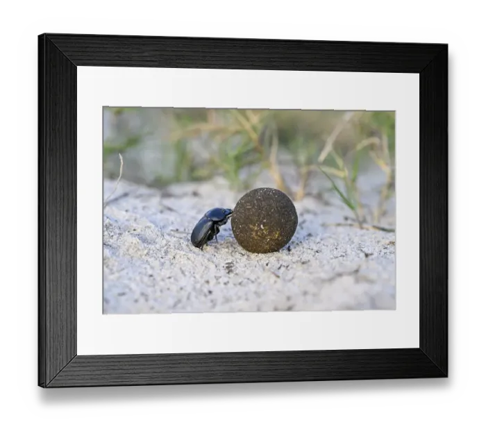 Framed Print : Dung beetle (Catharsius gorilla) rolling a dung ball