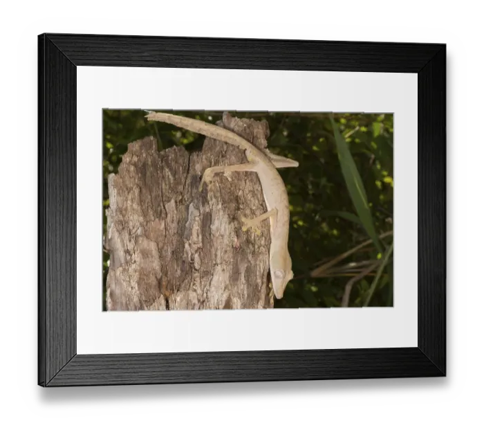 Framed Print : Lined Leaf-Tailed Gecko (Uroplatus lineatus)