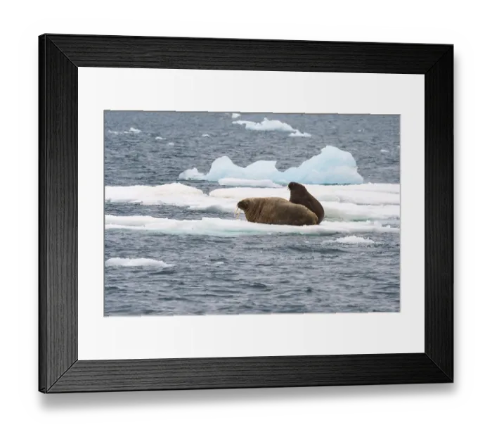 Framed Print : Walrus (Odobenus rosmarus) resting on ice, Brassvell Glacier, Nordaustlandet, Svalbard archipelago, Norway, Europe