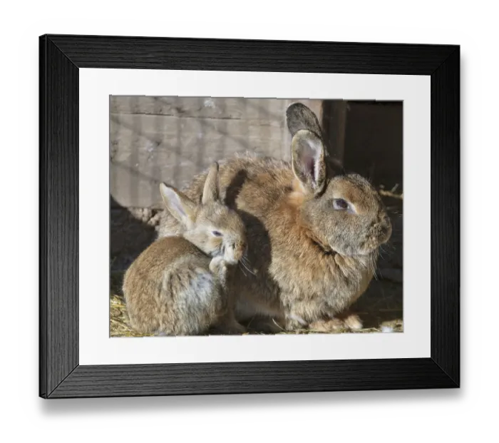 Framed Print : Rabbits, Hohe Wand, Lower Austria