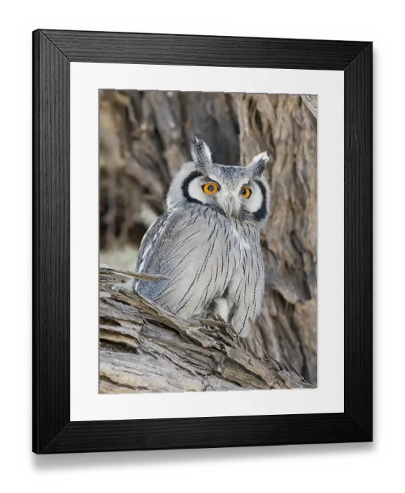 Framed Print : Southern white-faced owl (Ptilopsis granti)