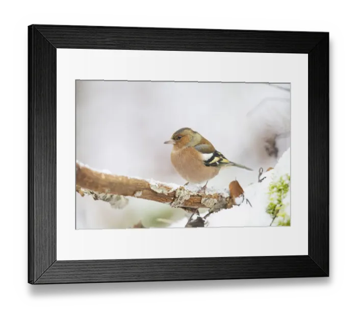 Framed Print : Common chaffinch (Fringilla coelebs) Germany