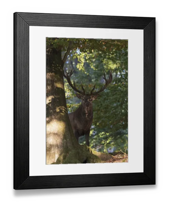 Framed Print : Red deer (Cervus elaphus) in deciduous forest Framed Print : Red deer (Cervus elaphus) in deciduous forest