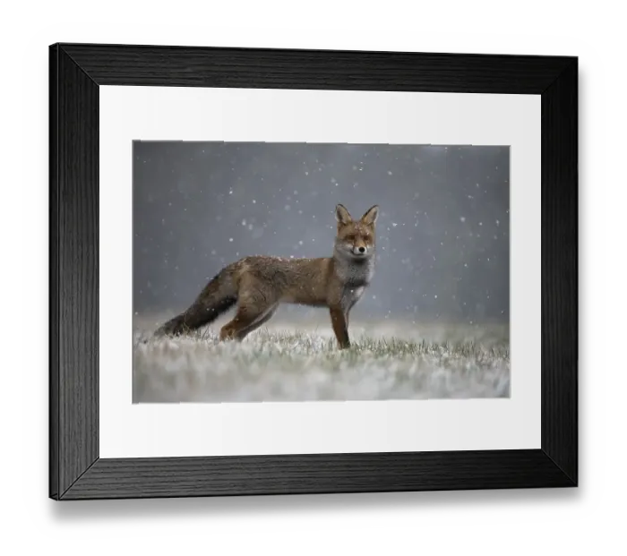 Framed Print : Red fox (Vulpes vulpes) during snowfall Framed Print : Red fox (Vulpes vulpes) during snowfall