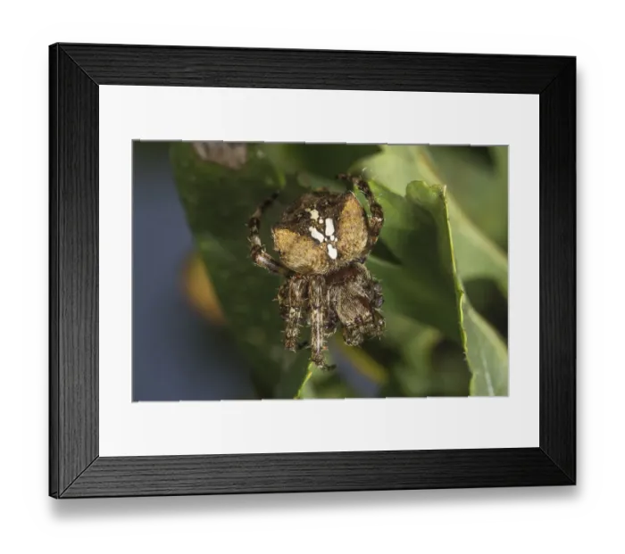 Framed Print : Araneus angulatus (Araneus angulatus) lurking on a green leaf, Baden-Wuerttemberg, Germany, Europe