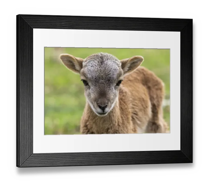 Framed Print : Young Wild sheep (Ovis gmelini), Germany, Europe Framed Print : Young Wild sheep (Ovis gmelini), Germany, Europe