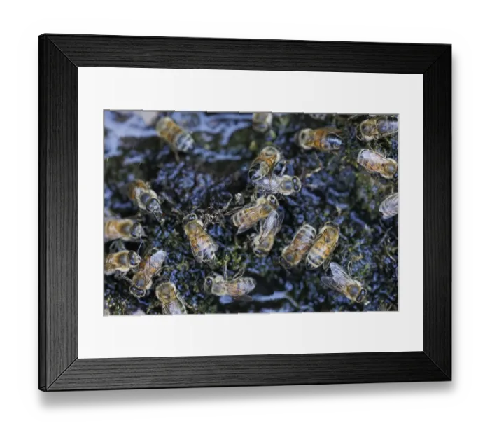 Framed Print : Honey bees (Apis mellifera), Germany, Europe